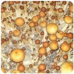 Псилоцибиновые (галлюциногенные) грибы в Твери Psilocybin "Golden Teacher" Псилоцибиновые (галлюциногенные) грибы в Твери Psilocybin "Golden Teacher"