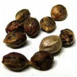 Семена марихуаны АК-47 (Seeds AK-47) в Твери Семена марихуаны АК-47 (Seeds AK-47) в Твери